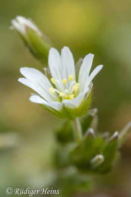 Cerastium semidecandrum (Sand-Hornkraut)
