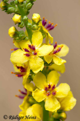 Verbascum nigrum (Schwarze Königskerze), 6.7.2008