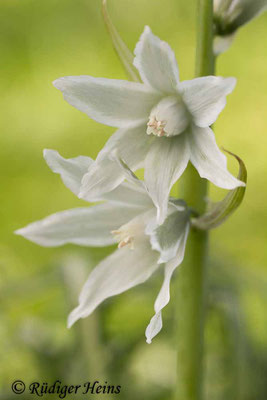 Ornithogalum nutans (Nickender Milchstern), 20.4.2017