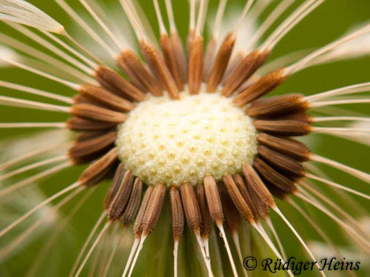 Taraxacum officinale (Gewöhnlicher Löwenzahn), 13.5.2010