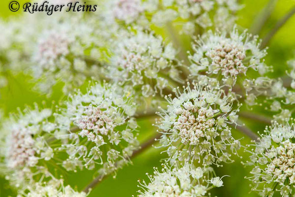 Angelica sylvestris (Wald-Engelwurz), 16.7.2018