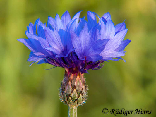 Centaurea cyanus (Kornblume), 8.6.2009