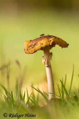 Amanita muscaria (Fliegenpilz), 28.10.2019