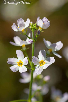 Hottonia palustris (Wasserfeder)