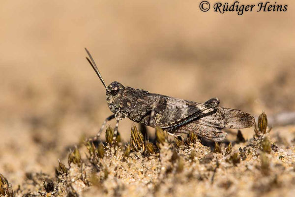 Oedipoda caerulescens (Blauflügelige Ödlandschrecke) Männchen