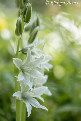 Ornithogalum nutans (Nickender Milchstern), 23.4.2021