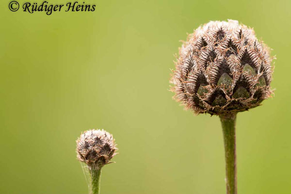 Centaurea jacea (Wiesen-Flockenblume), 29.6.2009