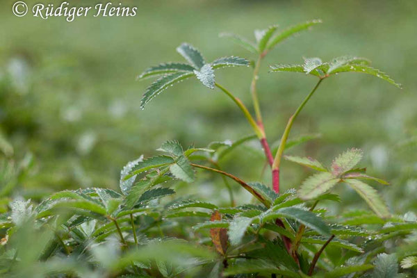 Dichter Bestand des Sumpf-Blutauges, 29.8.2025 - Helios 44-2 58mm f/2