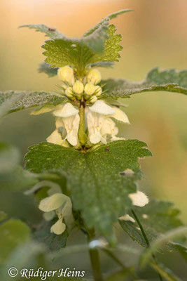 Lamium album (Weiße Taubnessel), 3.11.2021
