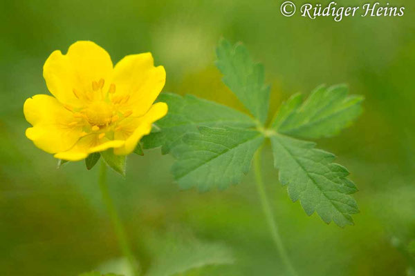 Potentilla reptans (Kriechendes Fingerkraut)