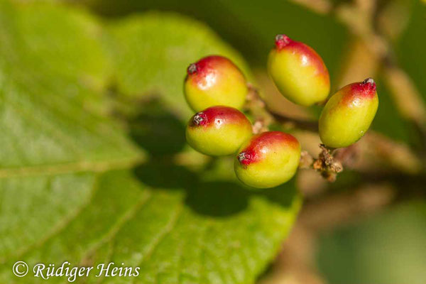Viburnum lantana (Wolliger Schneeball), 18.7.2019