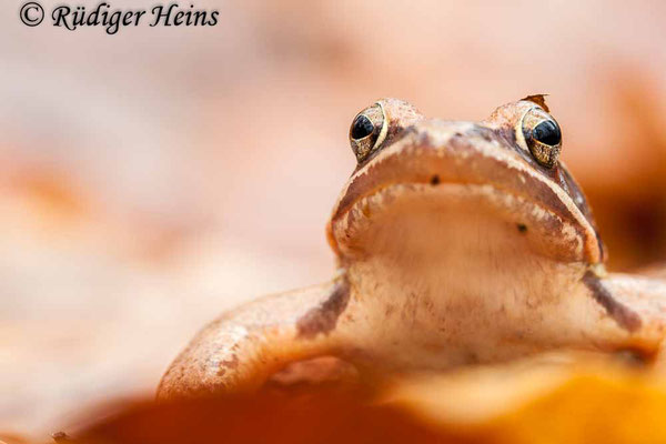 Rana dalmatina (Springfrosch) Männchen, 15.3.2009