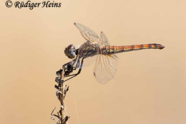 Violetter Sonnenanzeiger (Trithemis annulata) Weibchen