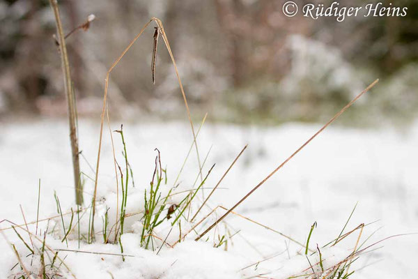 Weibchen der Gemeinen Winterlibelle an einem trockenen Grashalm