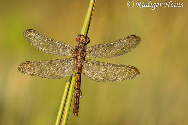 Orthetrum coerulescens (Kleiner Blaupfeil) Weibchen