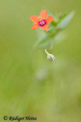 Anagallis arvensis (Acker-Gauchheil), 26.8.2017