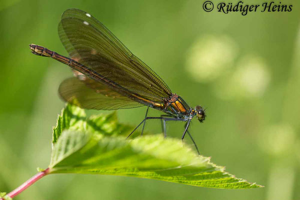 Blauflügel-Prachtlibelle (Calopteryx virgo) Weibchen, 24.6.2023 - Makroobjektiv 180mm f/3.5