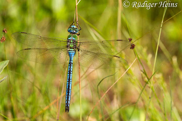 Anax imperator, Große Königslibelle, Männchen
