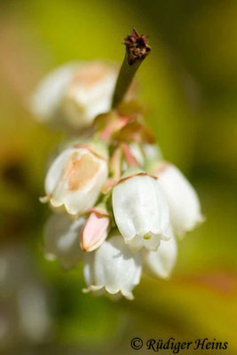 Vaccinium corymbosum, Amerikanische Heidelbeere