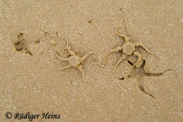 Ophiura ophiura (Gewöhnlicher Schlangenstern)