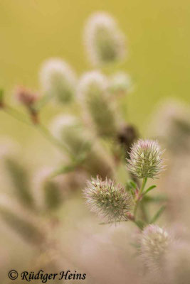 Trifolium arvense (Hasen-Klee)