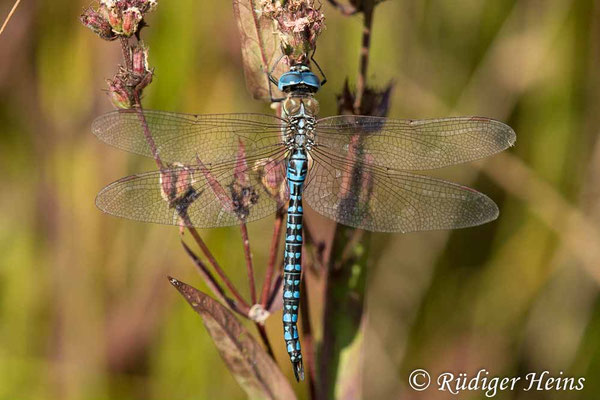 Aeshna affinis, Südliche Mosaikjungfer, Männchen