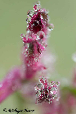 Fumaria officinalis (Gewöhnlicher Erdrauch), 10.11.2019