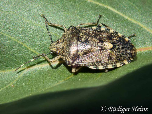 Rhaphigaster nebulosa (Graue Gartenwanze)