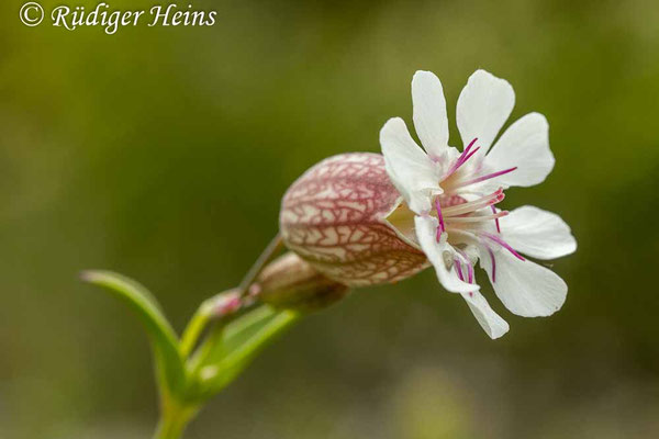 Silene vulgaris, Taubenkropf-Leimkraut