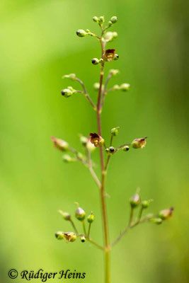 Scrophularia nodosa (Knotige Braunwurz), 16.6.2018