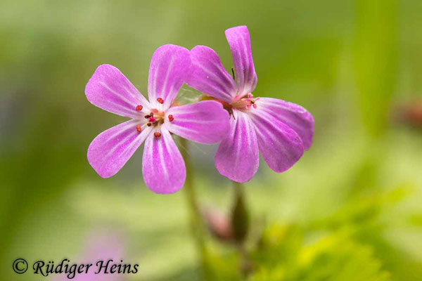 Geranium robertianum (Ruprechtskraut), 27.5.2025
