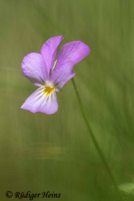 Viola tricolor (Wildes Stiefmütterchen), 20.5.2020