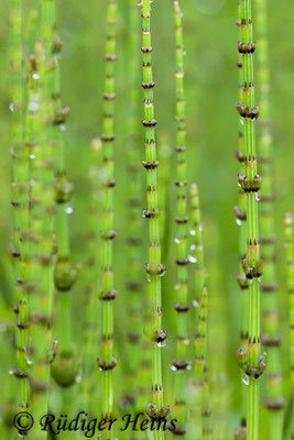Equisetum palustre (Sumpf-Schachtelhalm), 14.5.2006