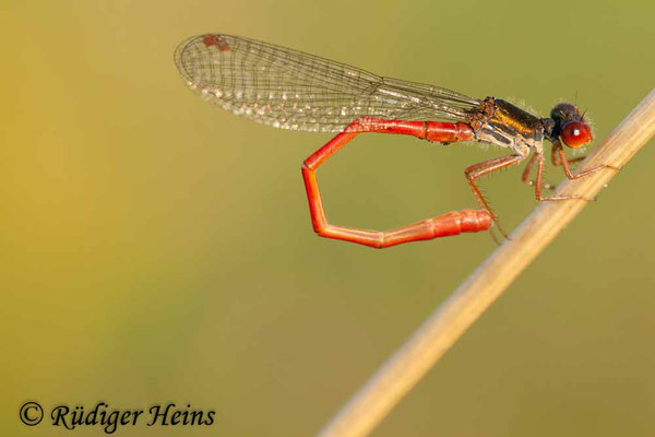 Ceriagrion tenellum (Scharlachlibelle) Männchen, 2.8.2009