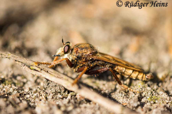 Asilus crabroniformis (Hornissen-Raubfliege) Männchen