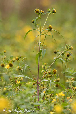 Bidens cernua (Nickender Zweizahn)
