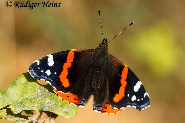 Vanessa atalanta (Admiral), 2.10.2019