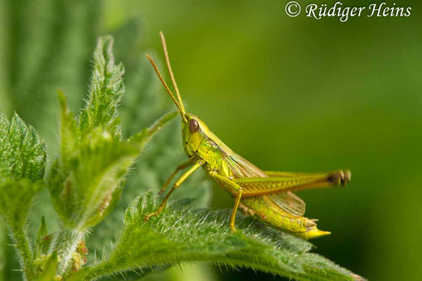 Chrysochraon dispar (Große Goldschrecke) Männchen, 18.7.2019