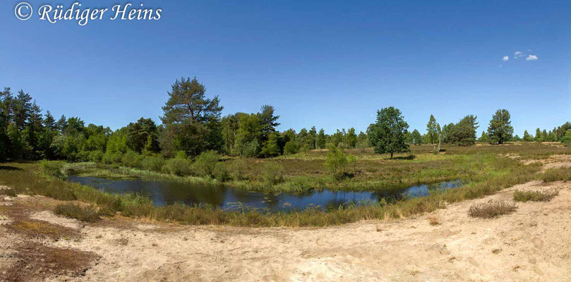 Lestes virens (Kleine Binsenjungfer) Habitat, 1.7.2018 (Panorama aus fünf Einzelaufnahmen)