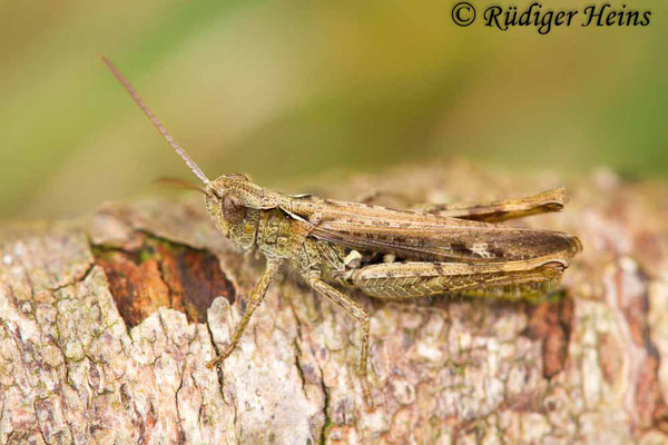 Chorthippus mollis (Verkannter Grashüpfer) Männchen, 11.9.2017