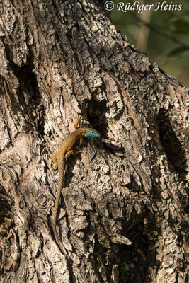 Algyroides nigropunctatus (Pracht-Kieleidechse) Männchen