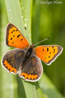 Lycaena phlaeas (Kleiner Feuerfalter), 12.5.2013