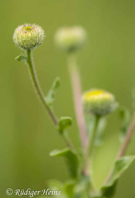 Pulicaria vulgaris (Kleines Flohkraut)