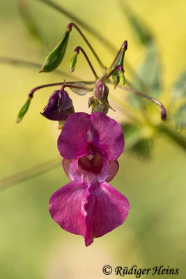 Impatiens glandulifera (Drüsiges Springkraut), 14.9.2023