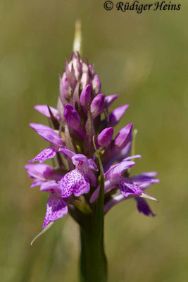 Dactylorhiza sphagnicola (Torfmoos-Knabenkraut), 26.5.2017