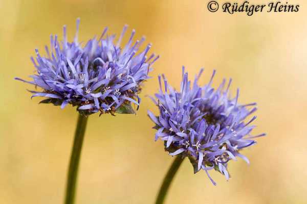 Jasione montana (Berg-Sandglöckchen), 28.6.2015