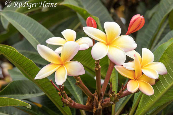 Plumeria tricolor (Dreifarbiger Frangipani), 4.10.2021