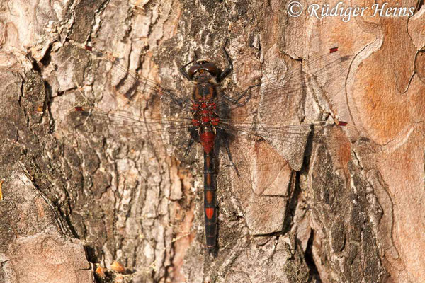 Leucorrhinia rubicunda (Nordische Moosjungfer) Männchen, 5.5.2011