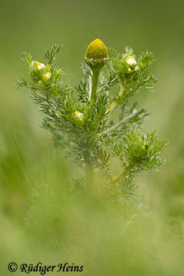 Matricaria discoidea (Strahlenlose Kamille)