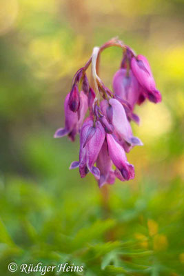 Dicentra eximia, Zwerg-Herzblume